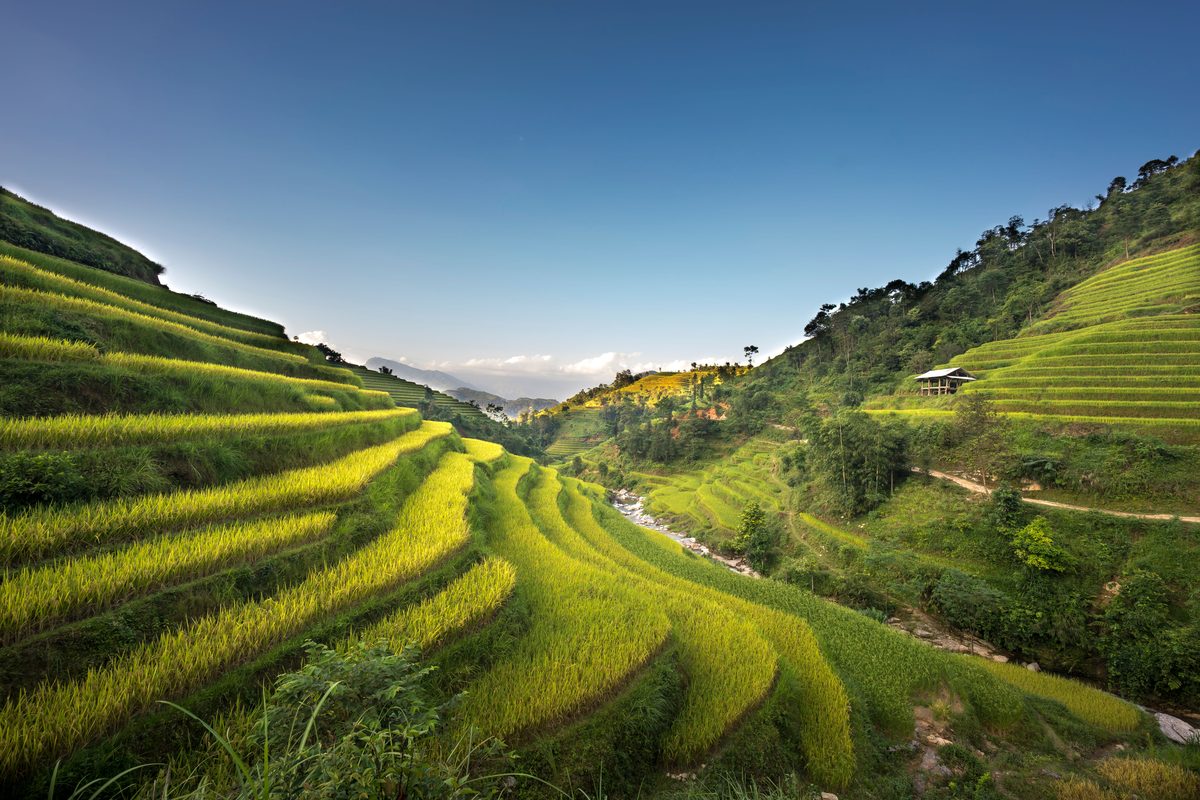 Terraced rice paddies glowing gold in Asia