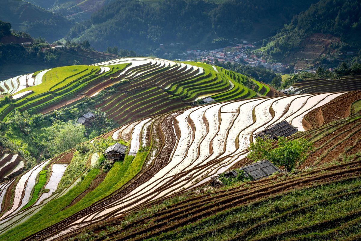 Flooded rice terraces reflecting the sky