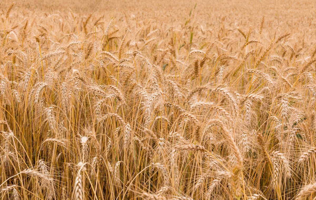 Golden wheat field ready for harvest