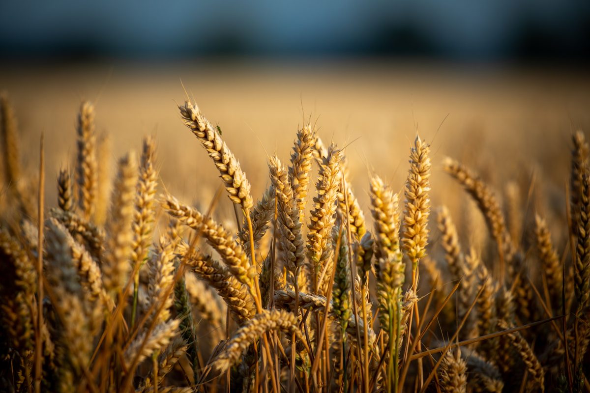 Wheat ripening in the field