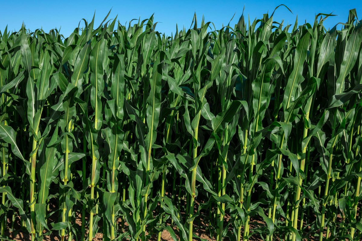 Young corn growing in neat rows